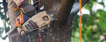 Best Lawn Maintenance Plans  in La Joya, TX