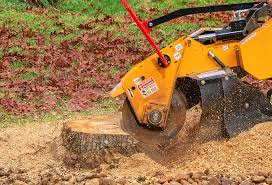 Best Emergency Tree Removal  in La Joya, TX