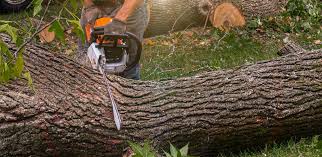 How Our Tree Care Process Works  in  La Joya, TX