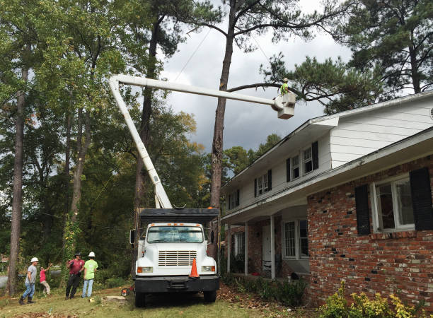 Best Tree Disease Treatment  in La Joya, TX