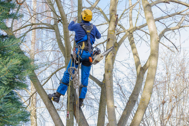  La Joya, TX Tree Care Pros