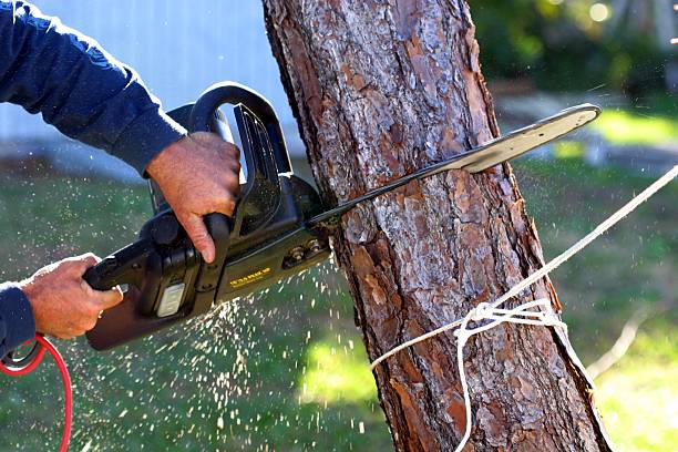 Best Fruit Tree Pruning  in La Joya, TX