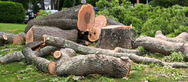 Trusted La Joya, TX Tree Care Experts