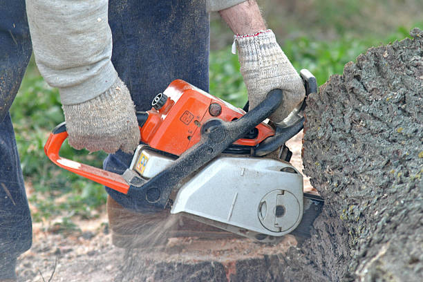 Best Lawn Renovation and Restoration  in La Joya, TX