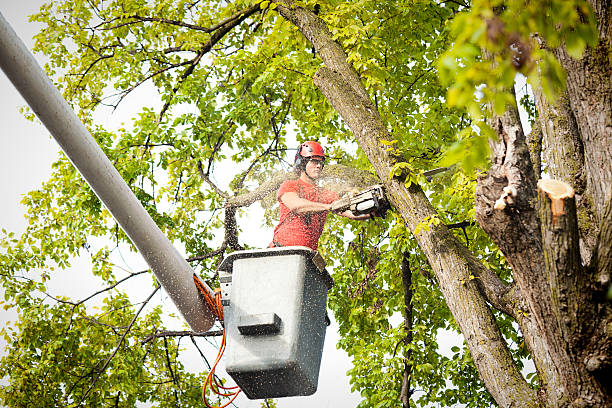 Best Root Management and Removal  in La Joya, TX