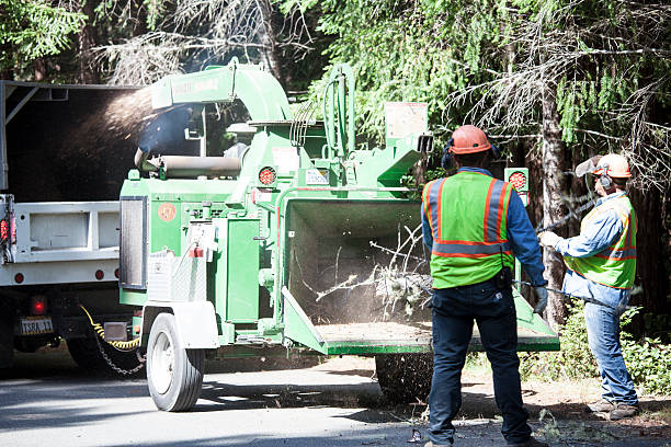 Best Lawn Maintenance Plans  in La Joya, TX
